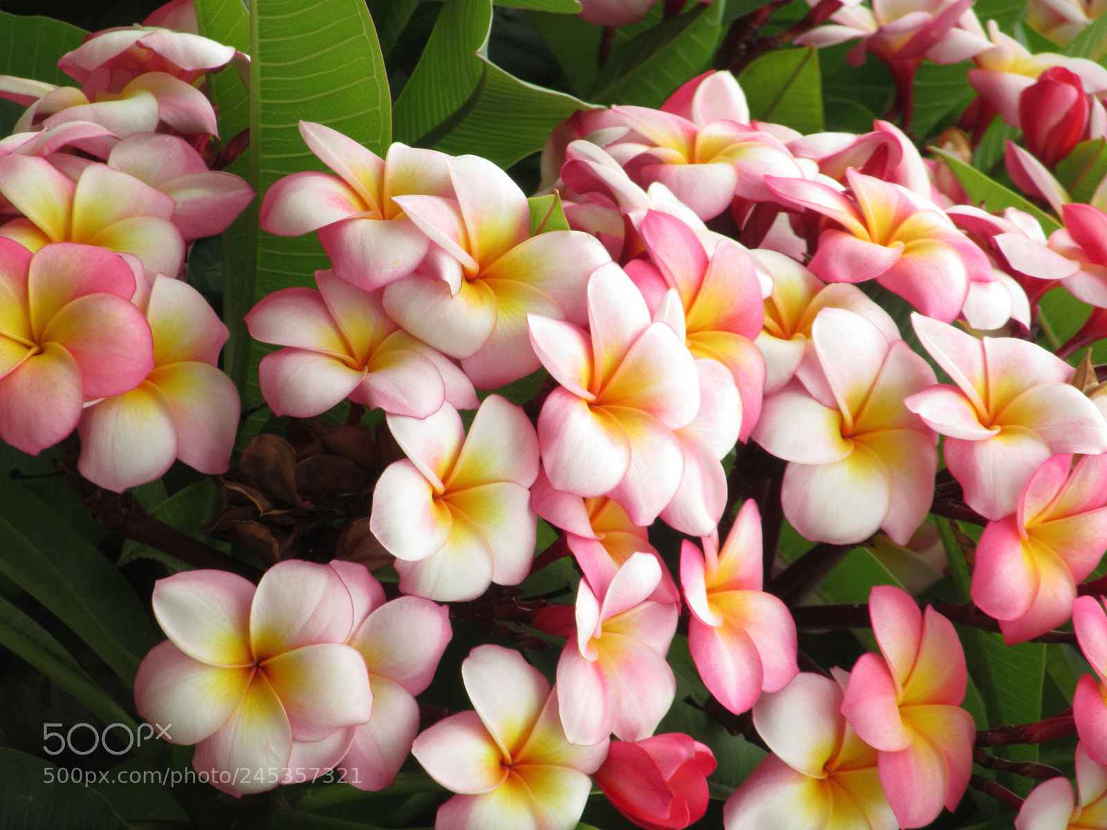Canon PowerShot SX610 HS sample photo. Img-9555 lei flowers photography