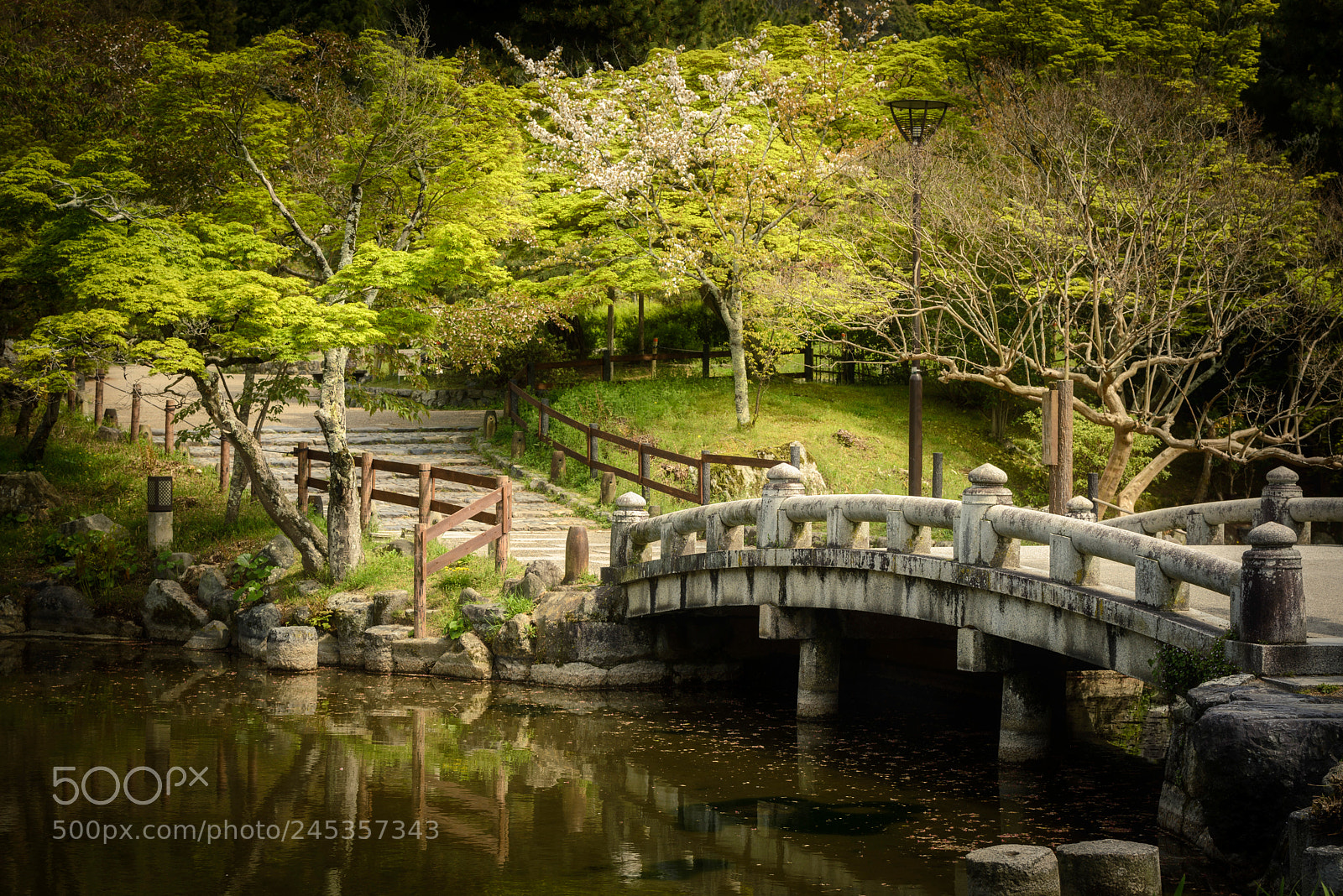 Nikon D610 sample photo. Maruyama park photography