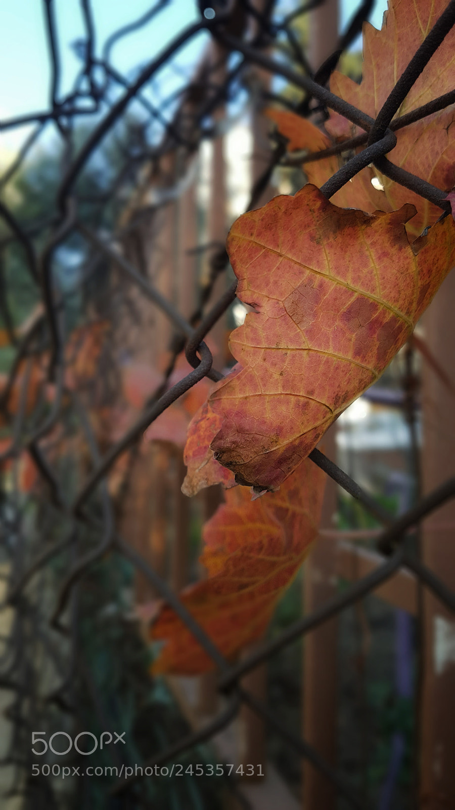Samsung Galaxy S7 Edge sample photo. Untitled photography