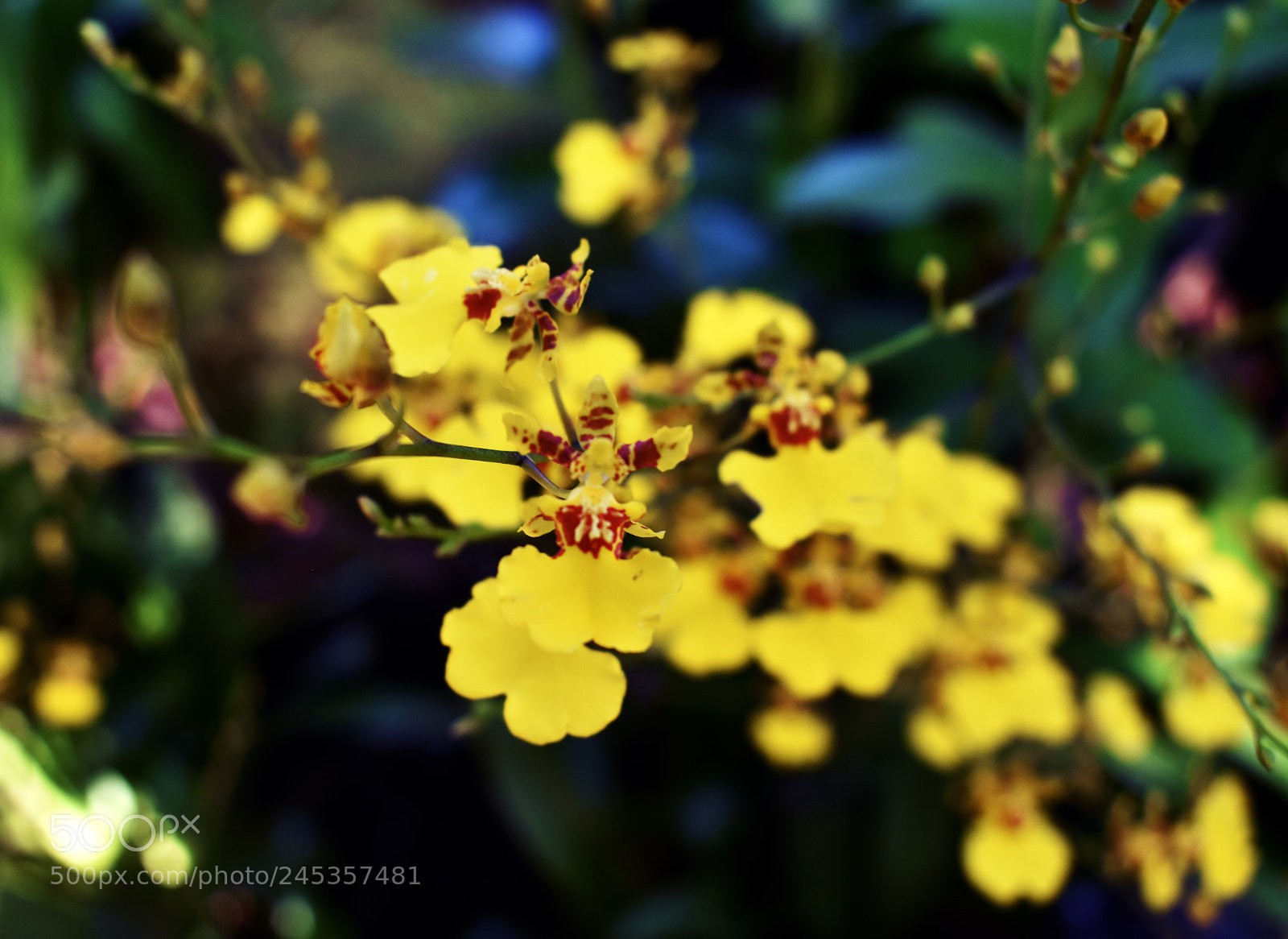 Nikon D3400 sample photo. Orchids in singapore photography