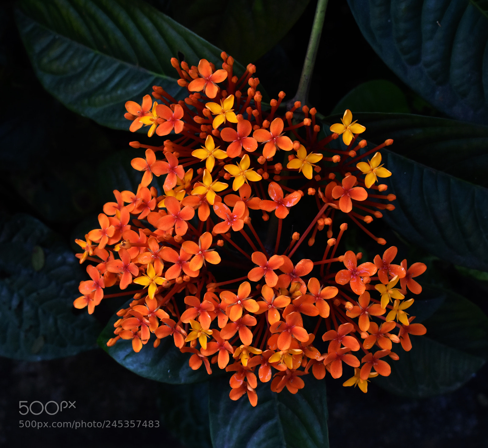 Nikon D3400 sample photo. Singapore botanic gardens photography