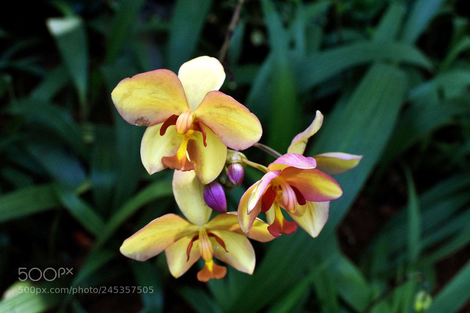Nikon D3400 sample photo. Orchids in singapore photography
