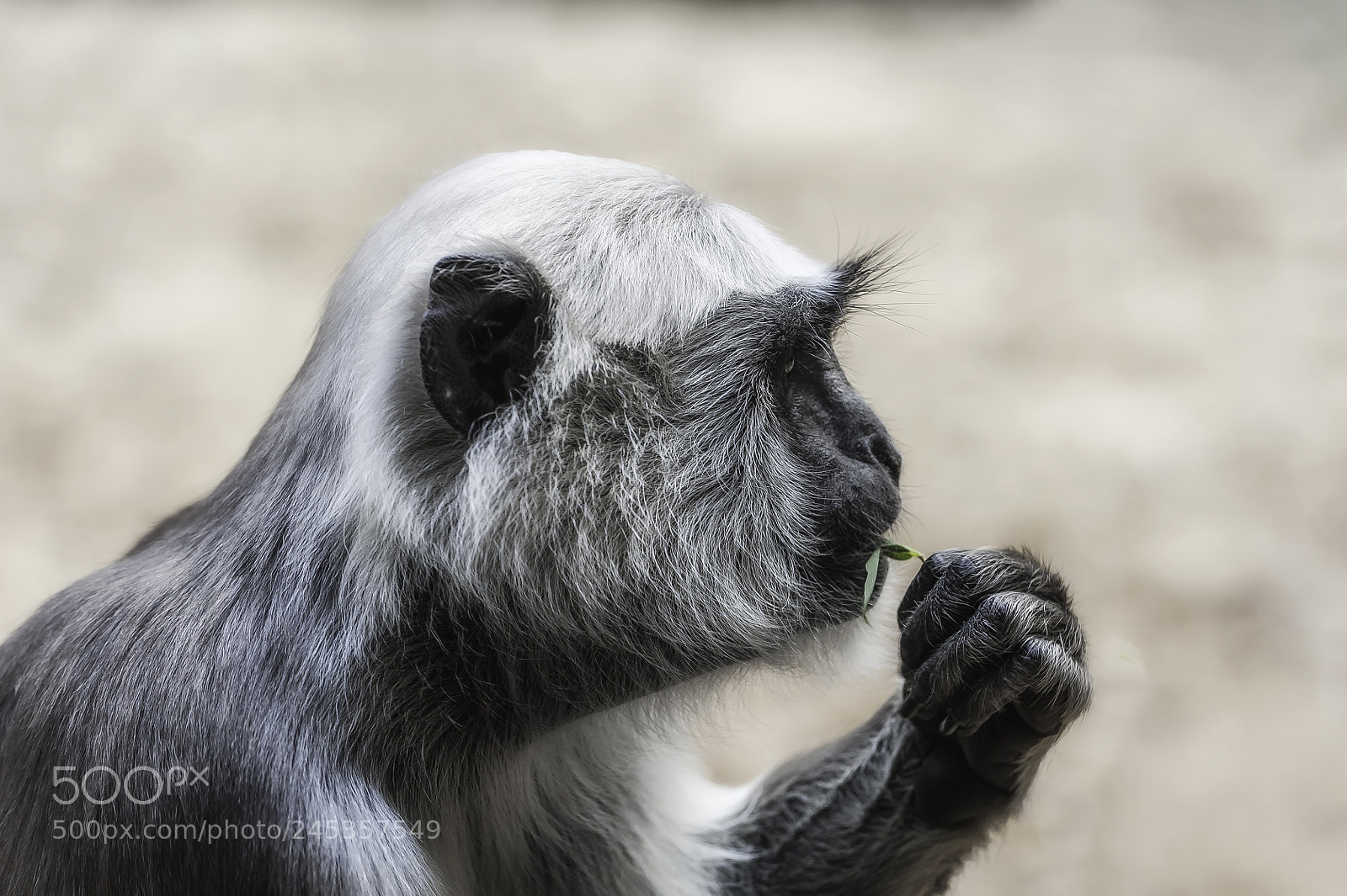 Nikon D700 sample photo. "have a small snack" photography