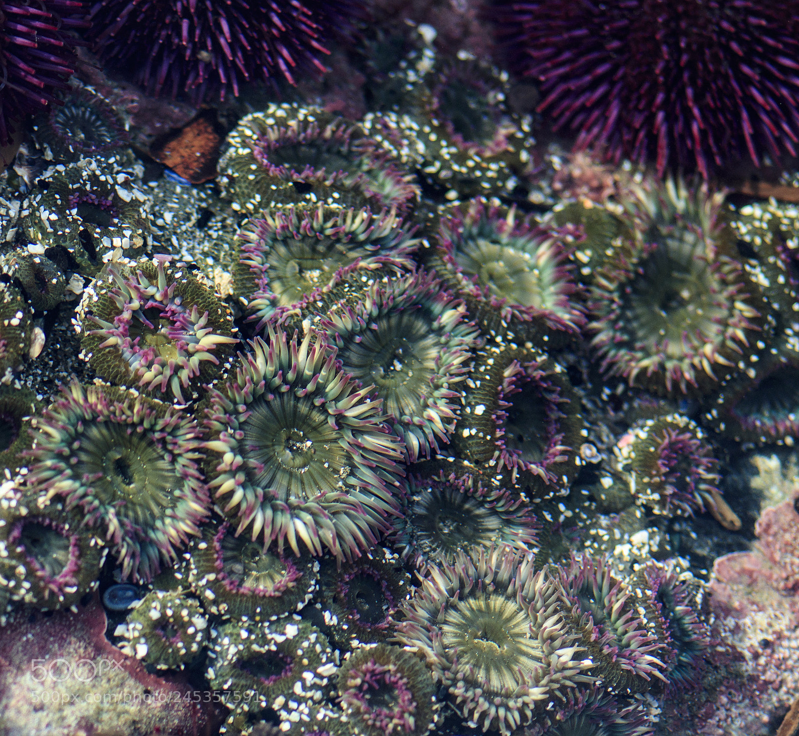 Canon EOS 800D (EOS Rebel T7i / EOS Kiss X9i) sample photo. Anemone cluster photography