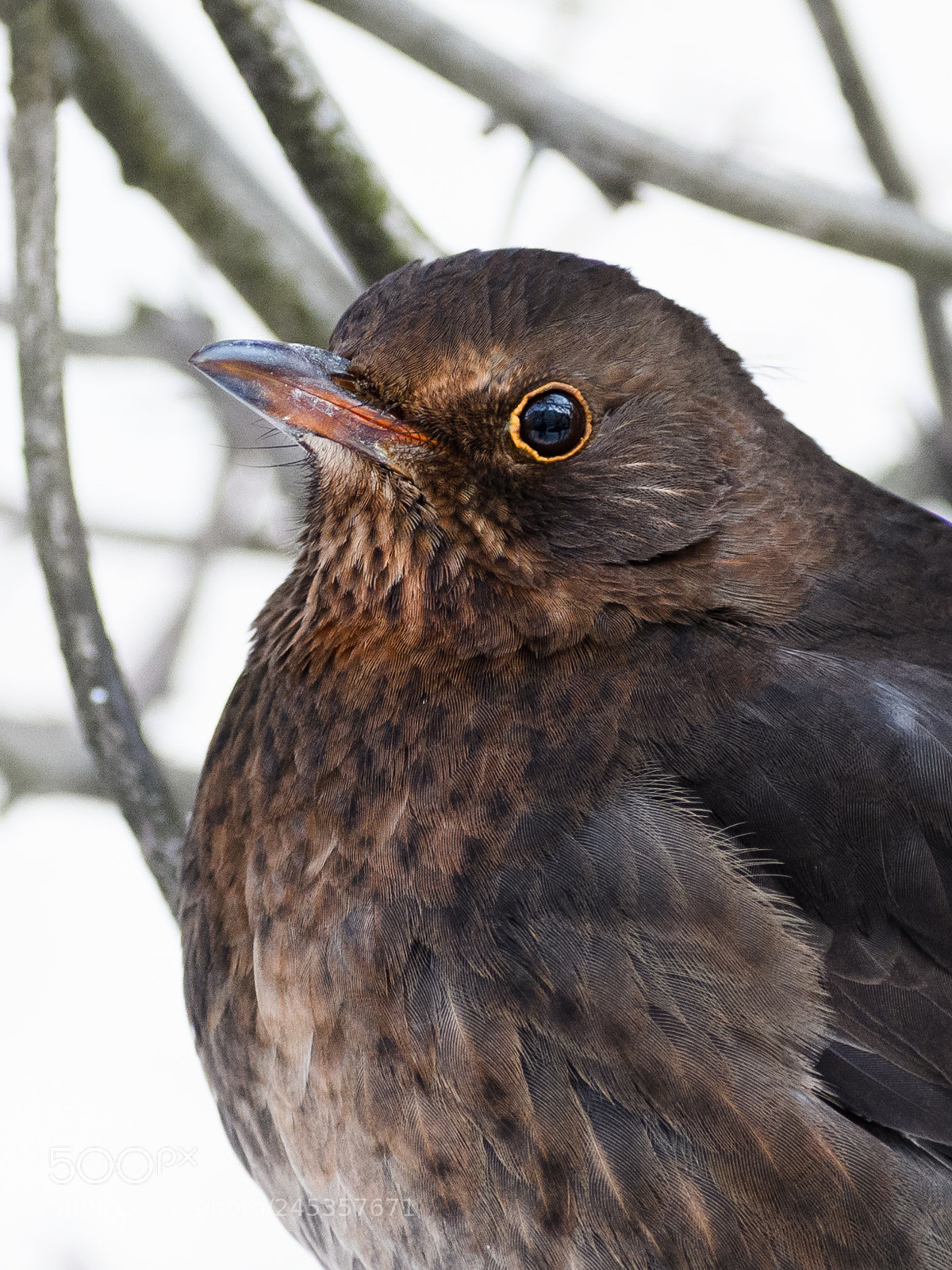 Nikon D500 sample photo. Blackbird photography