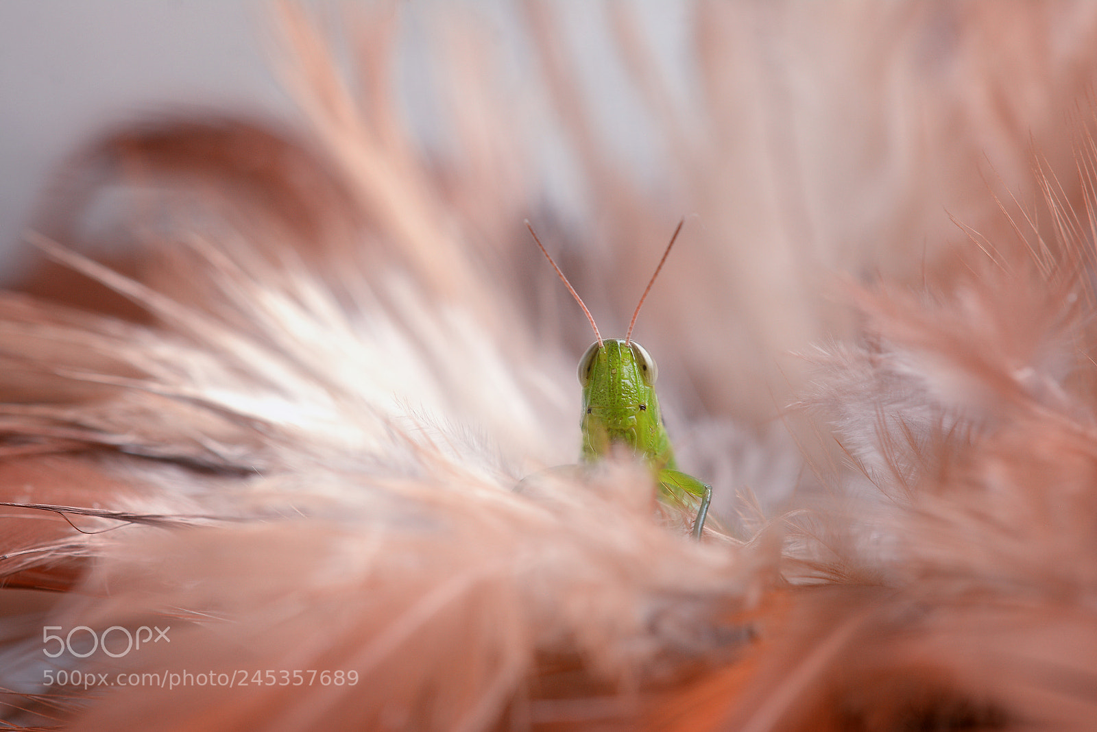 Nikon D7100 sample photo. Between softness photography