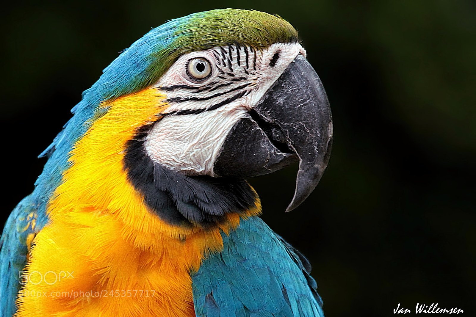 Canon EOS-1D Mark IV sample photo. Blue-and-yellow macaw photography