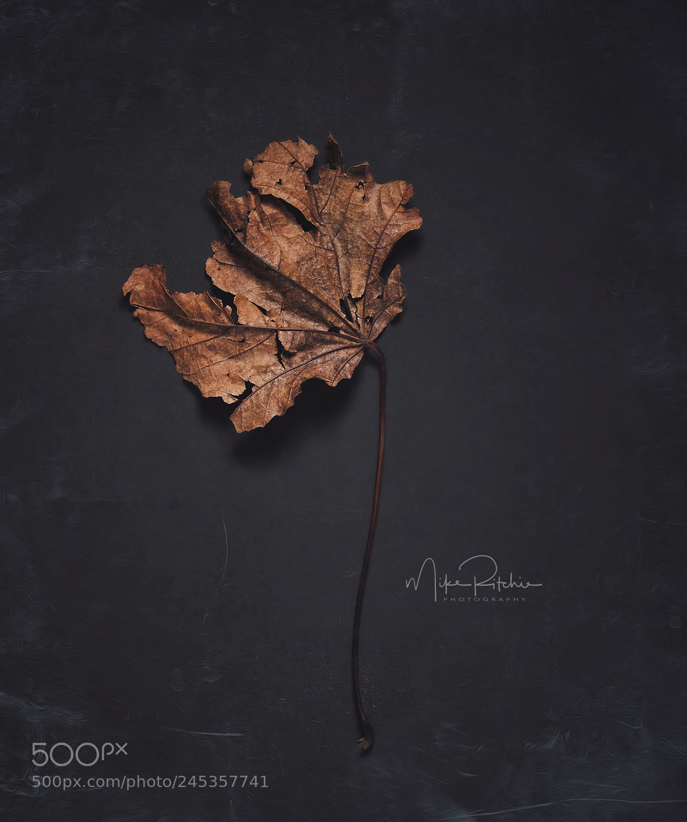 Nikon D810 sample photo. Fallen photography