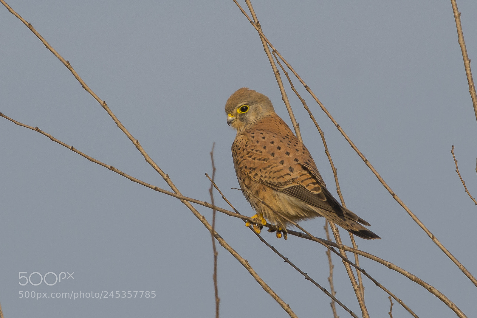 Nikon D7100 sample photo. Common kestrel photography