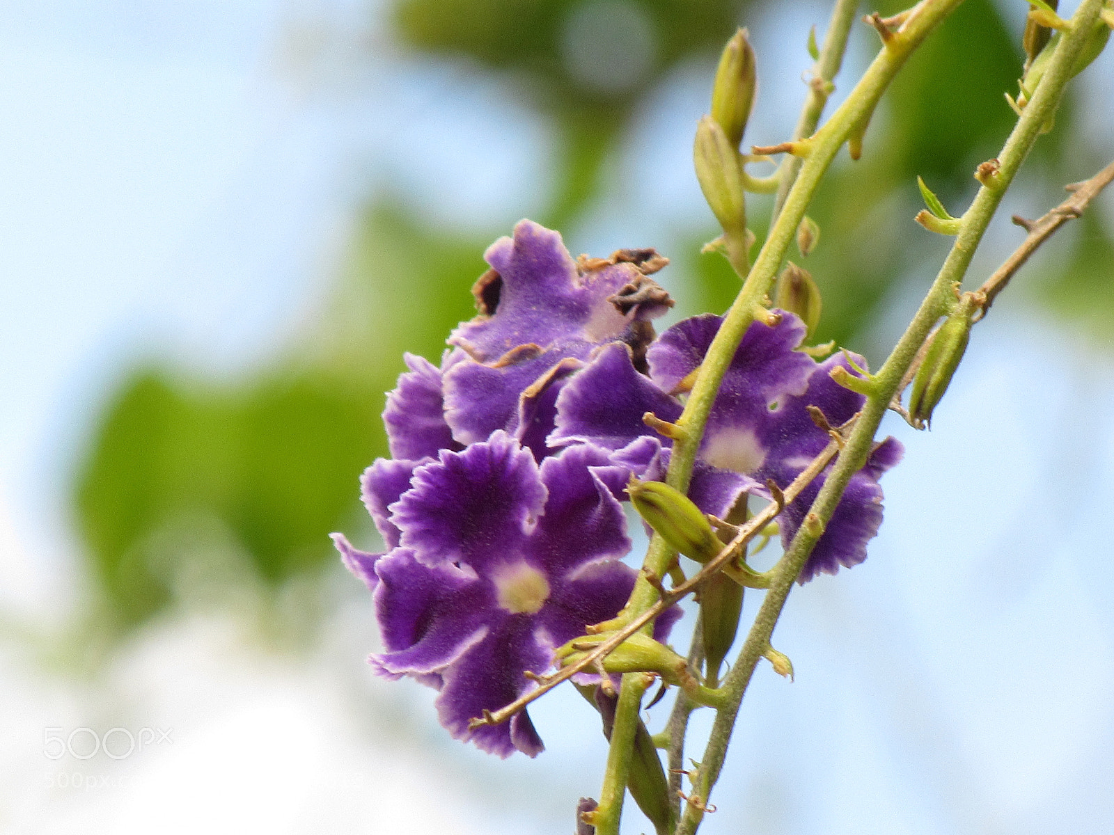 Canon PowerShot SX610 HS sample photo. Img-9606 duranta photography