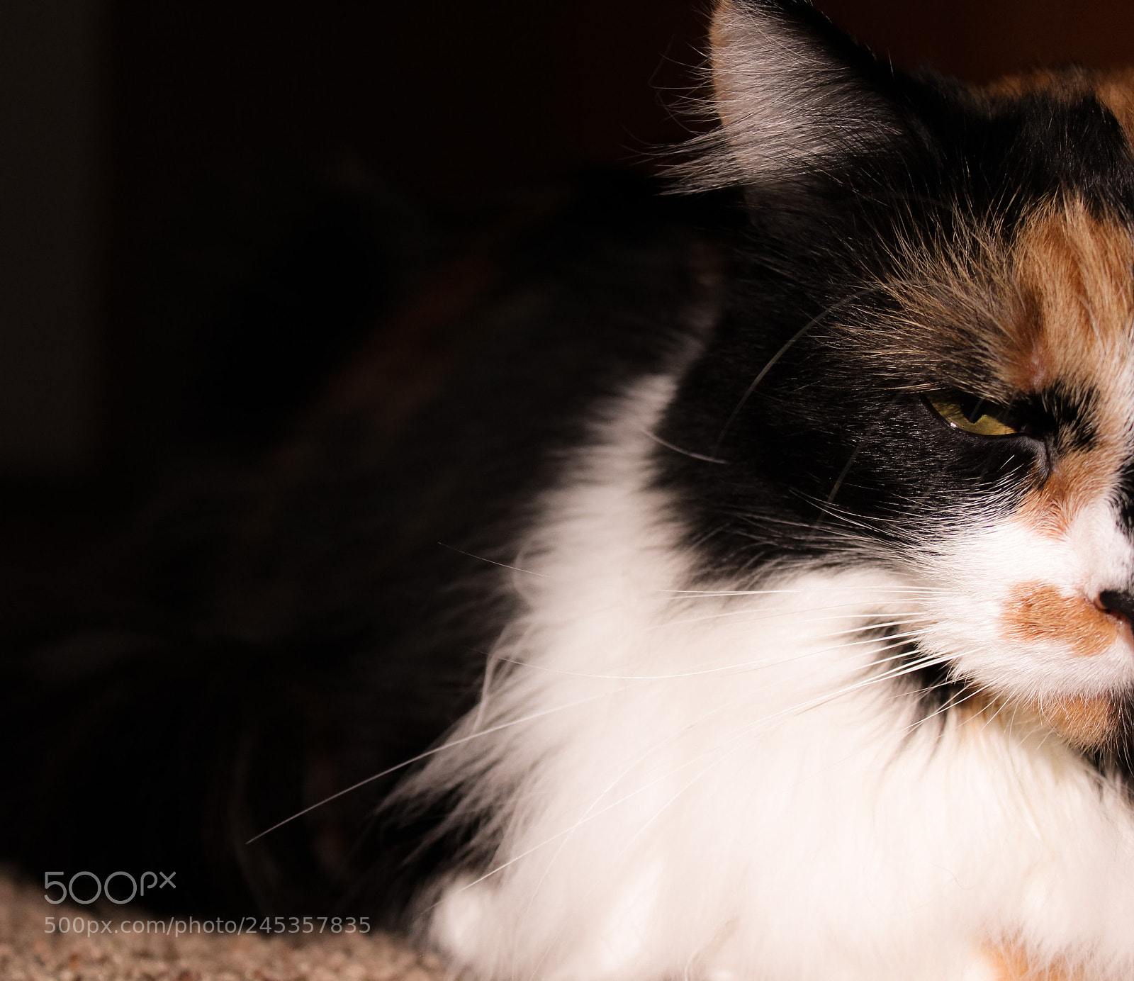 Canon EOS 1300D (EOS Rebel T6 / EOS Kiss X80) sample photo. Glare photography
