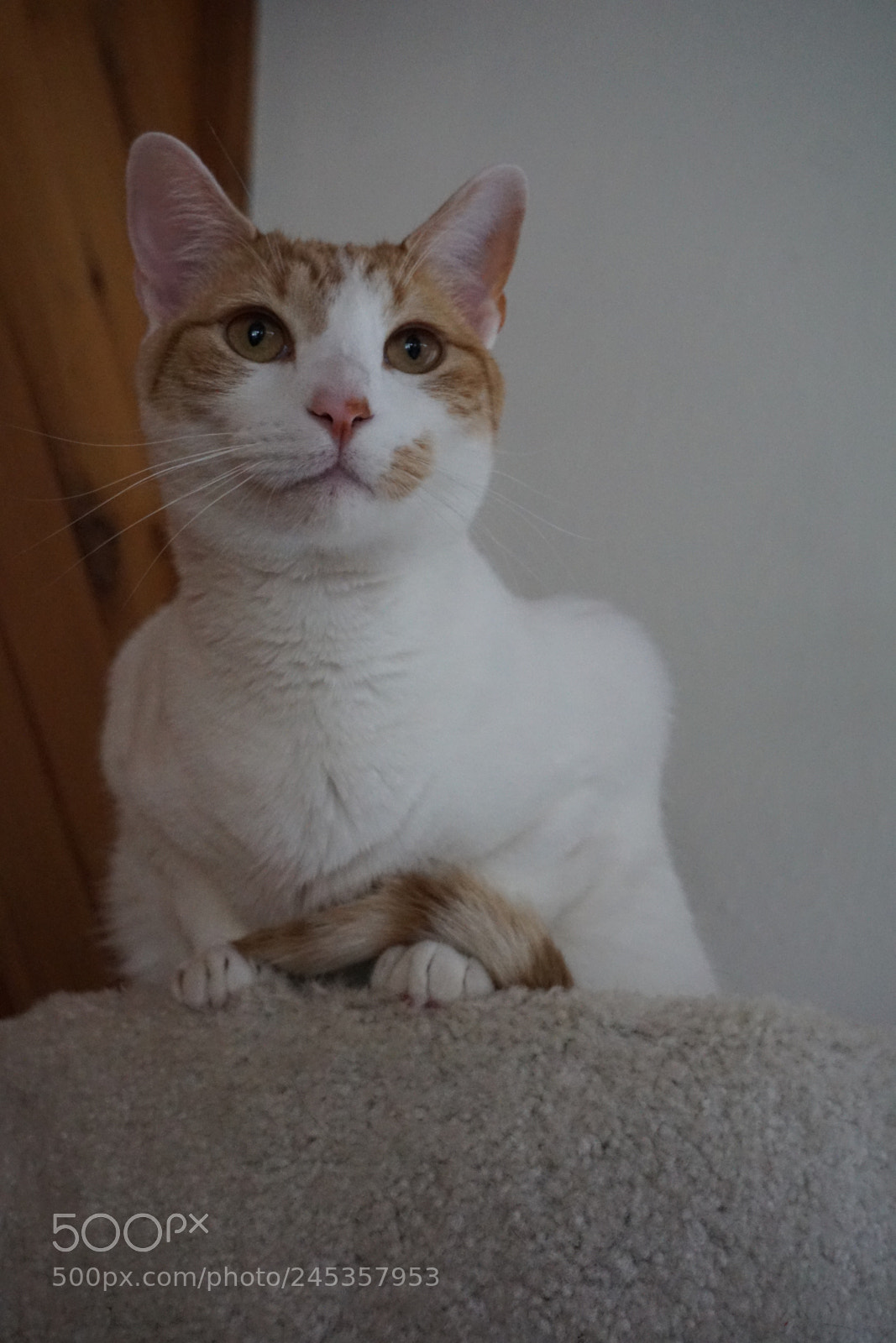 Sony a6000 + Sony E 18-50mm F4-5.6 sample photo. Mia meooowww photography
