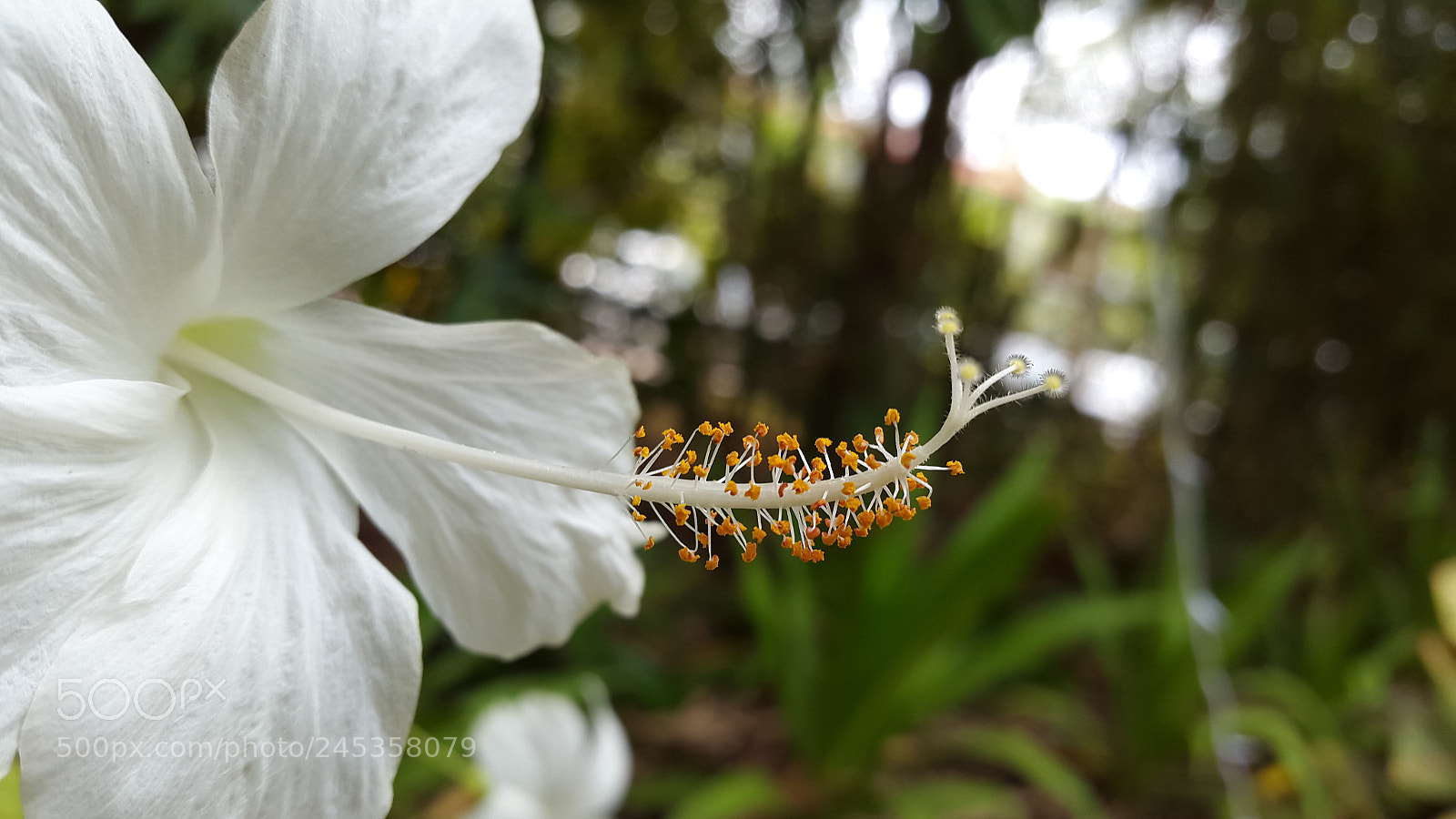 Samsung Galaxy S5 sample photo. Untitled photography