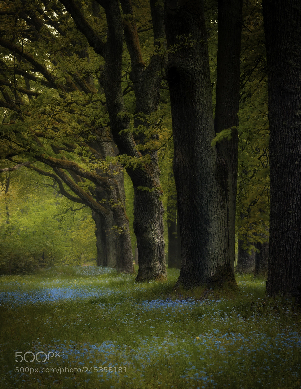 Canon EOS 40D sample photo. Trees and blue flowers photography