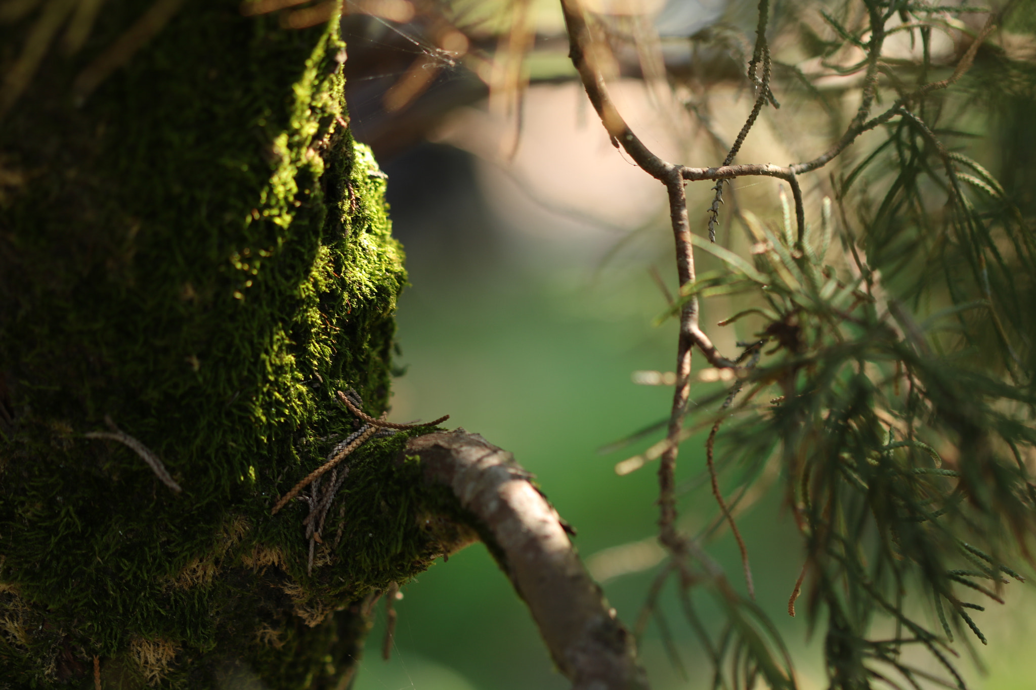 Canon EF 100mm F2.8 Macro USM sample photo