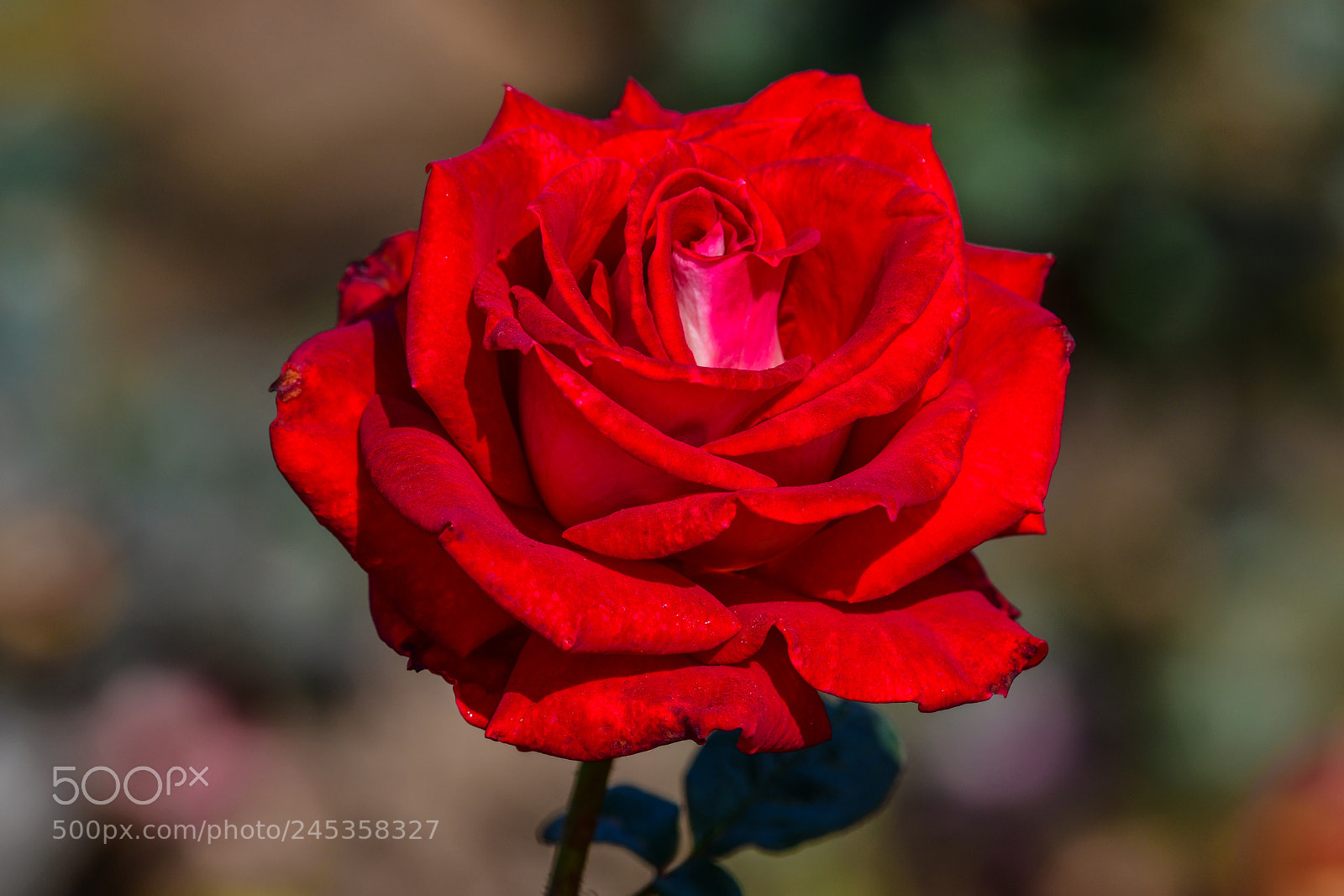 Nikon D850 sample photo. Crimson rose photography