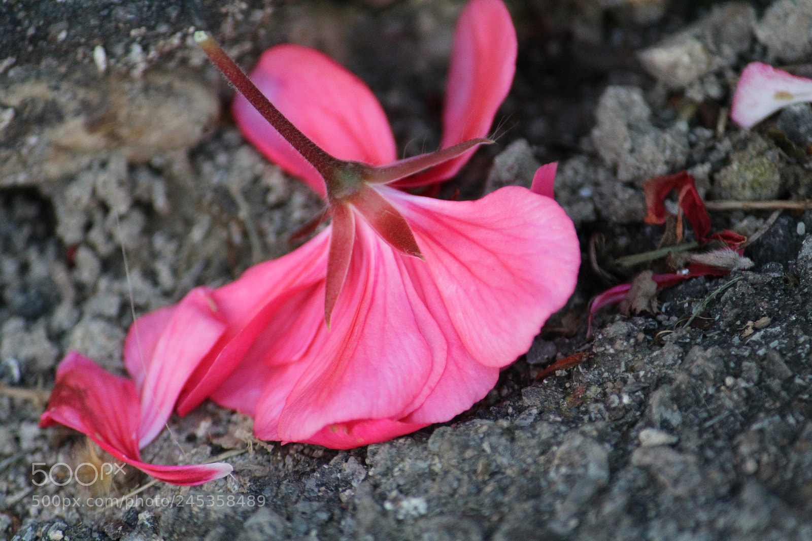 Canon EF-S 55-250mm F4-5.6 IS II sample photo. Fallen angel photography