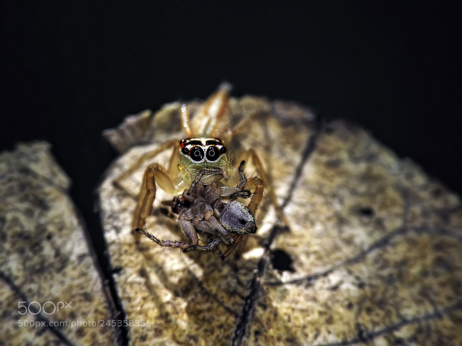 Fujifilm FinePix S4800 sample photo. Spider eating spider photography