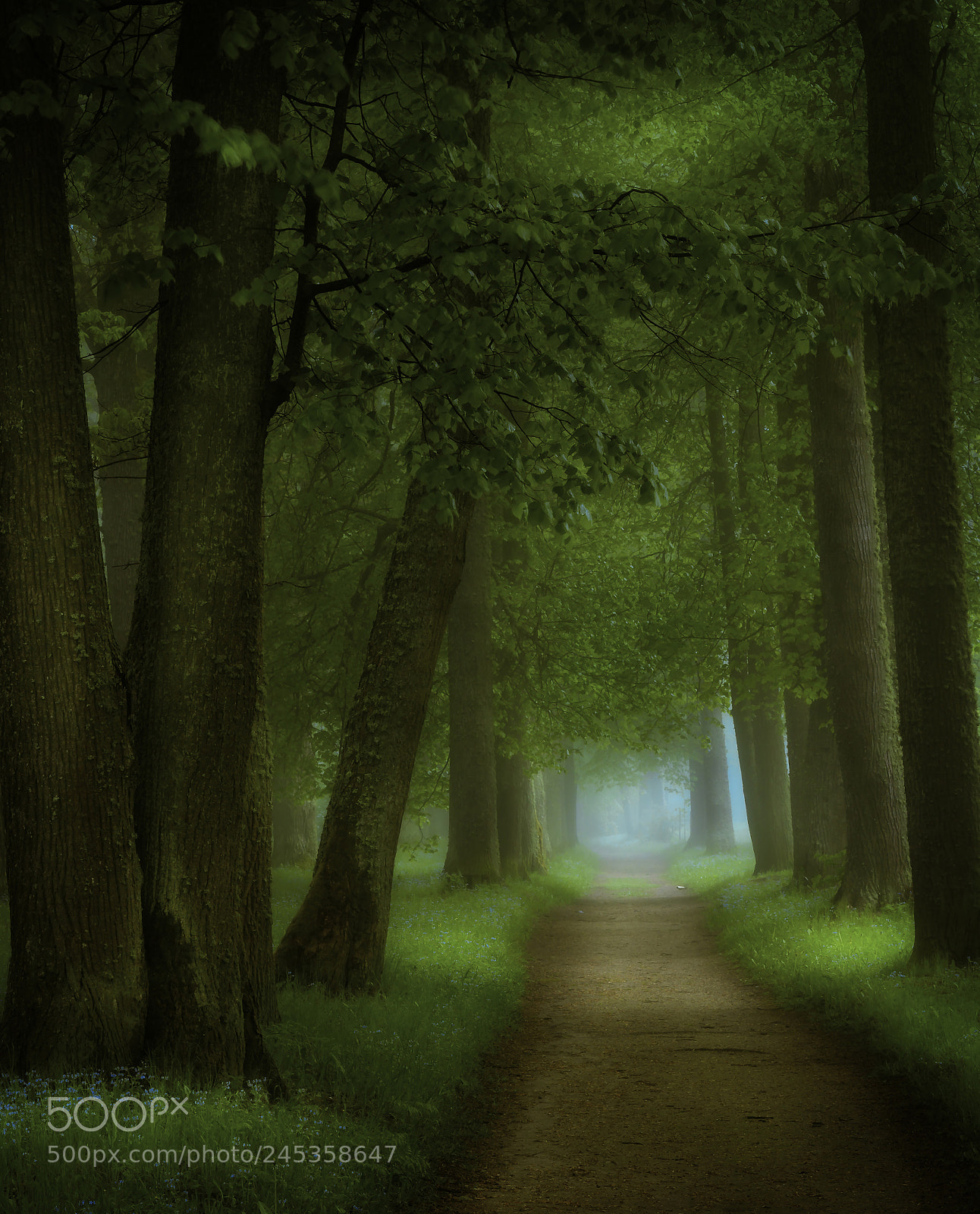 Canon EOS 40D sample photo. Tree alley photography