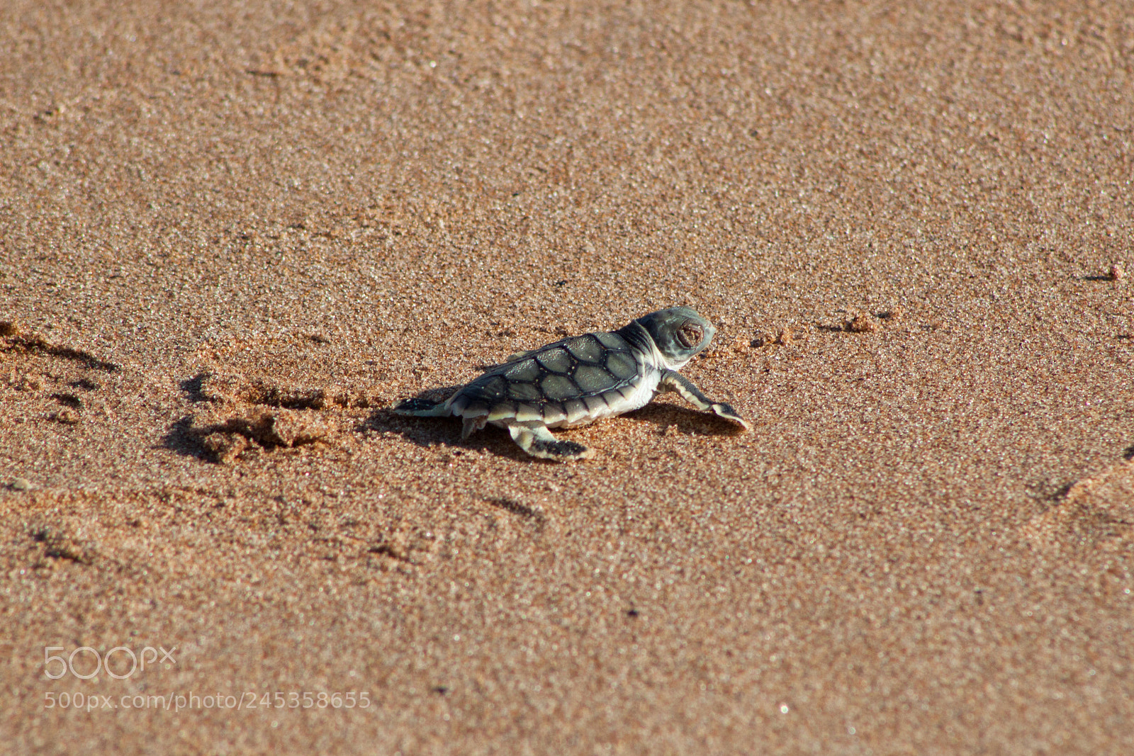 Canon EOS 500D (EOS Rebel T1i / EOS Kiss X3) sample photo. Flatback turtle hatchling photography