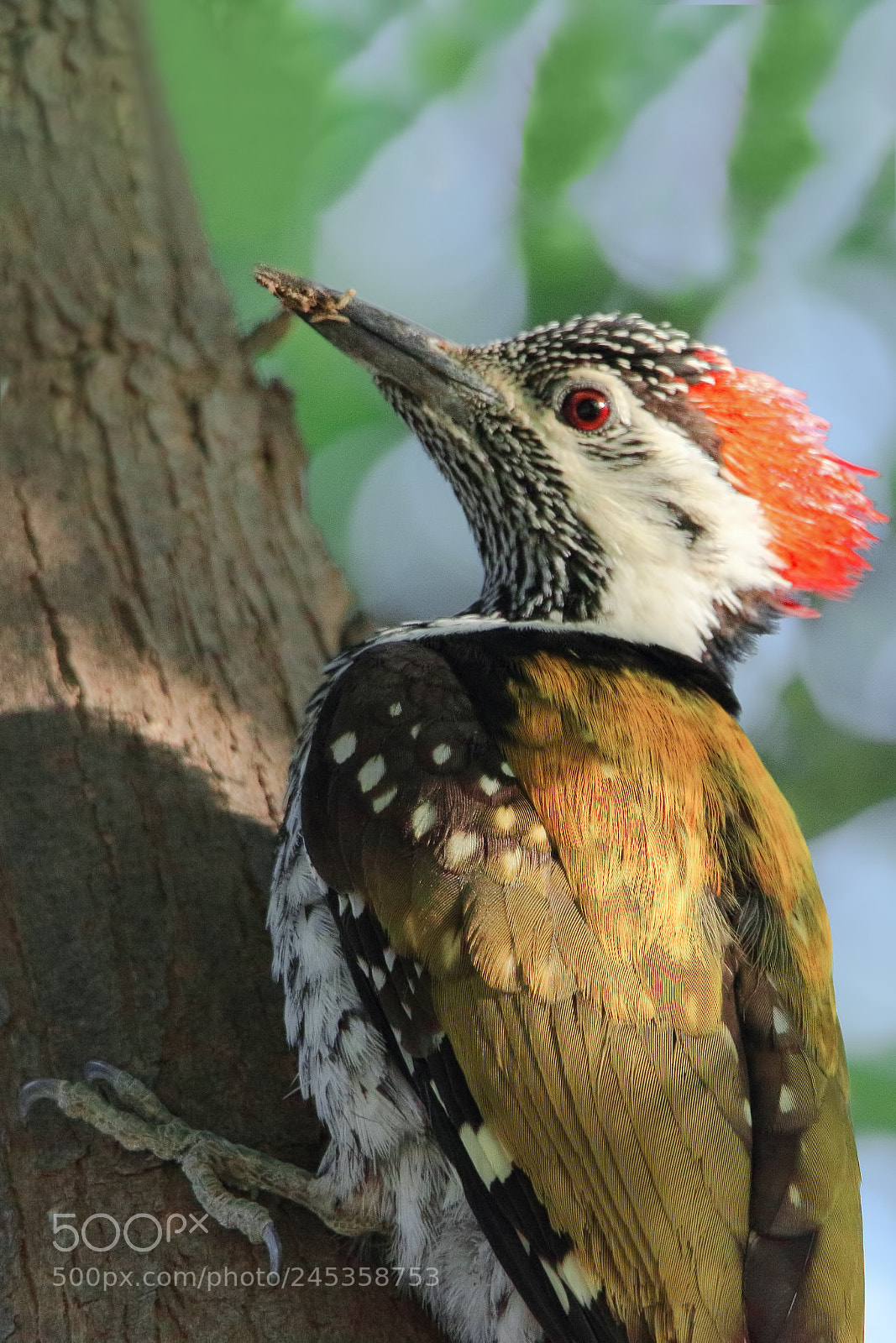 Canon EOS 7D Mark II sample photo. Black-rumped flameback woodpecker photography
