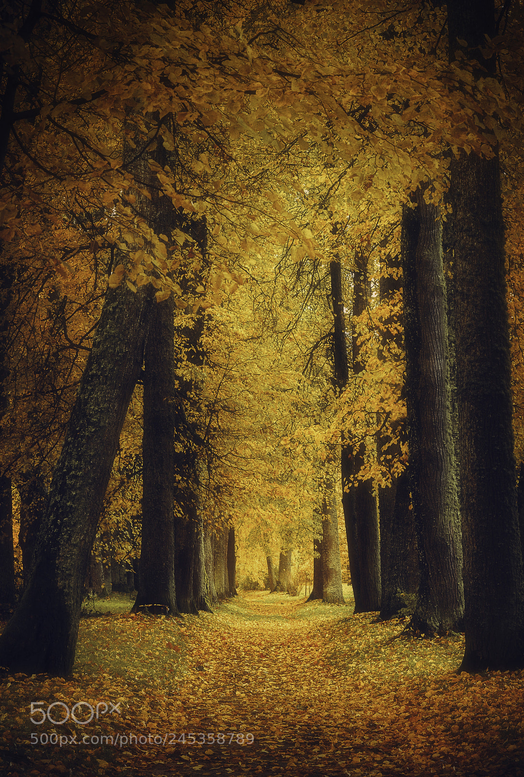 Canon EOS 40D sample photo. Autumn colors photography