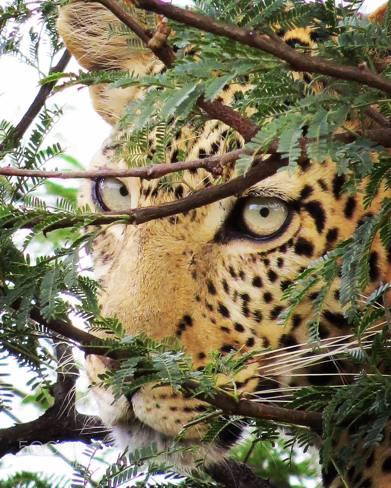 Canon PowerShot SX50 HS sample photo. Leopard up in a photography