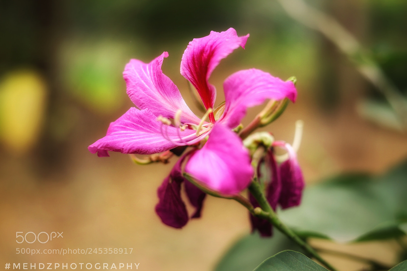 Canon EOS 6D Mark II sample photo. Flower beauty photography