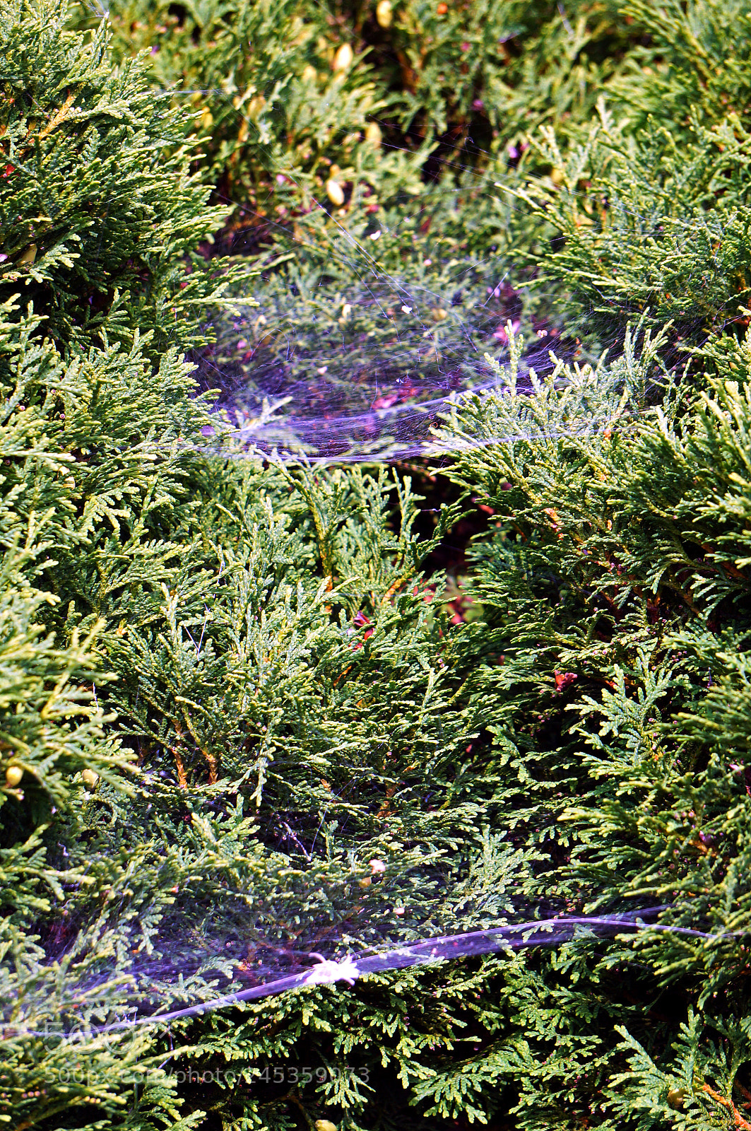 Sony Alpha NEX-3N sample photo. Cedar covered with spider photography