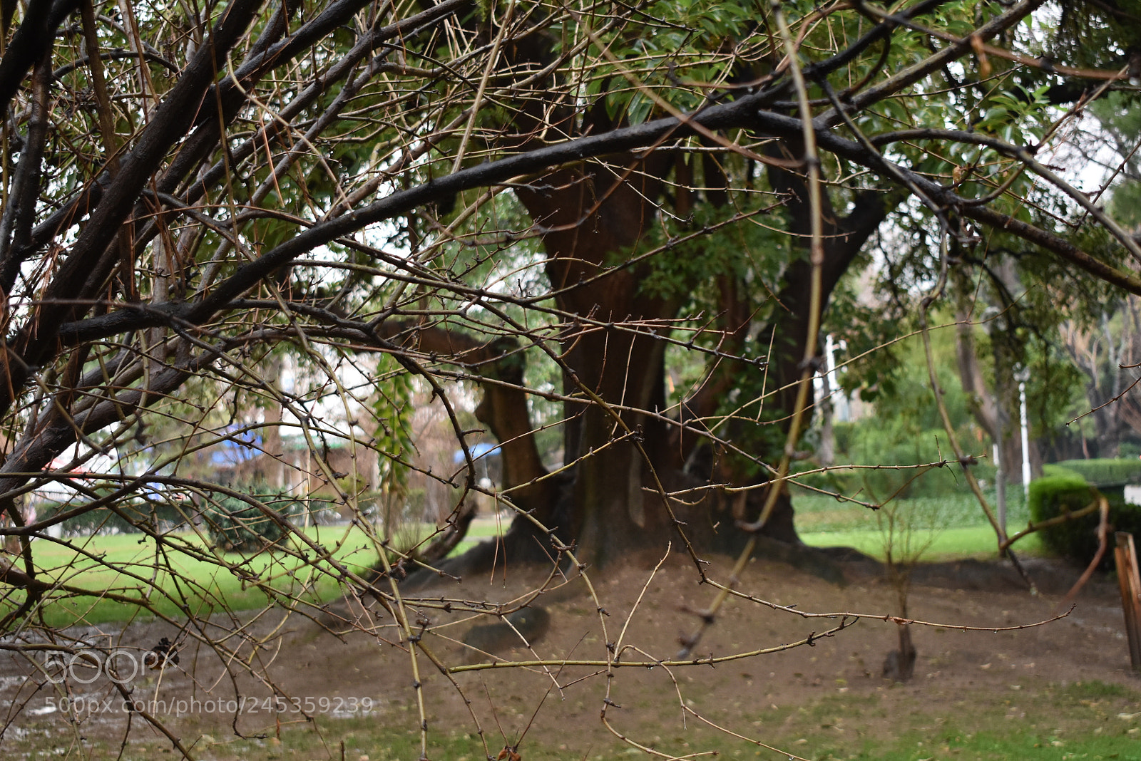 Nikon D3400 sample photo. Tree of life photography