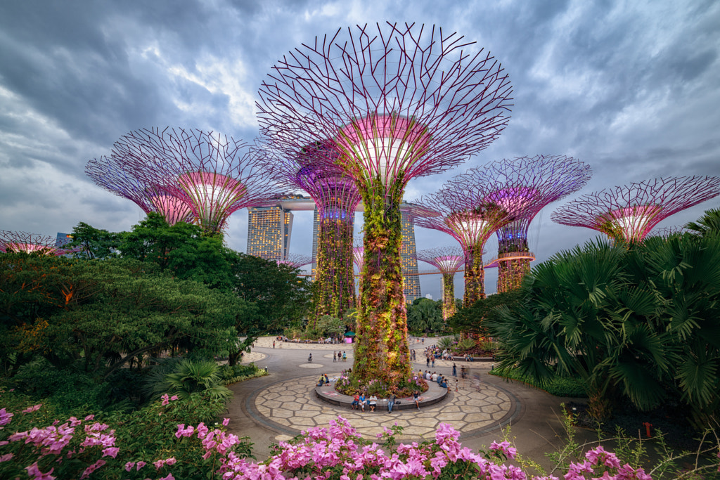 Supertree Grove by Peter Stewart on 500px.com