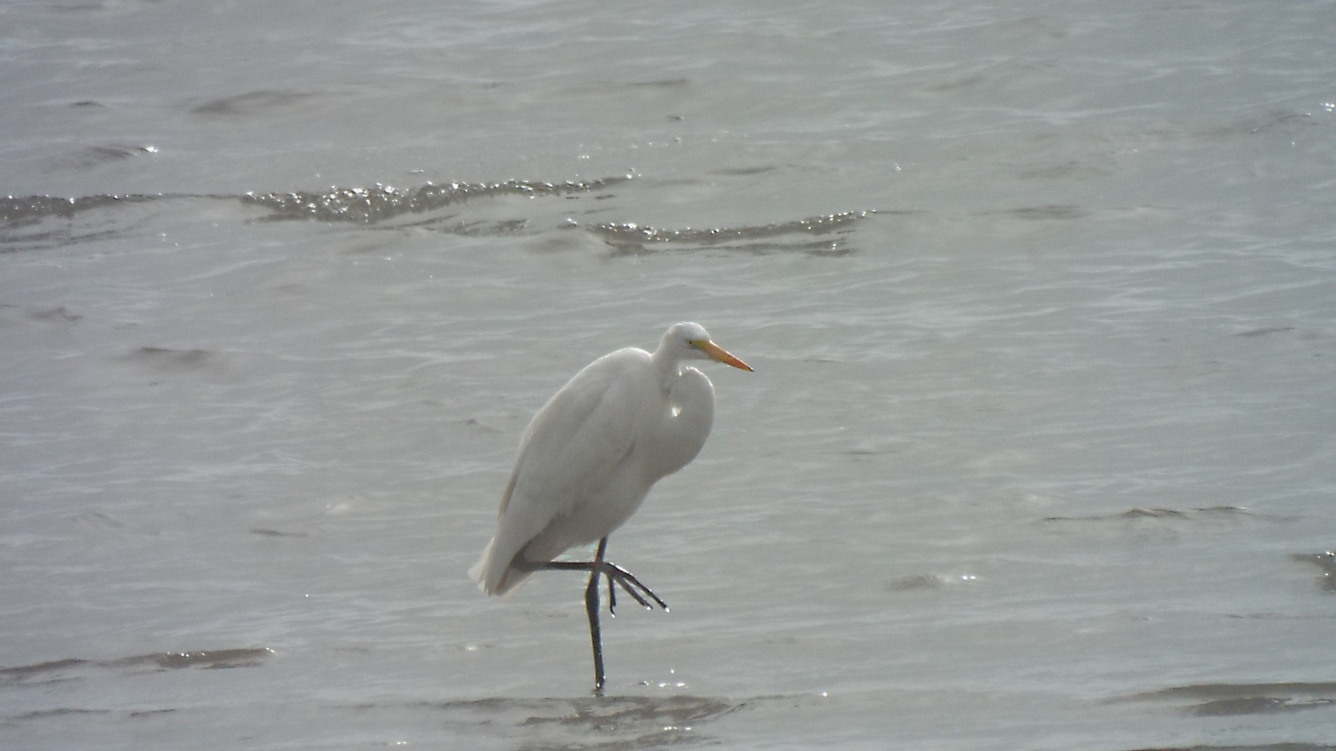 Fujifilm FinePix S9900W S9950W sample photo. Egret foot up photography