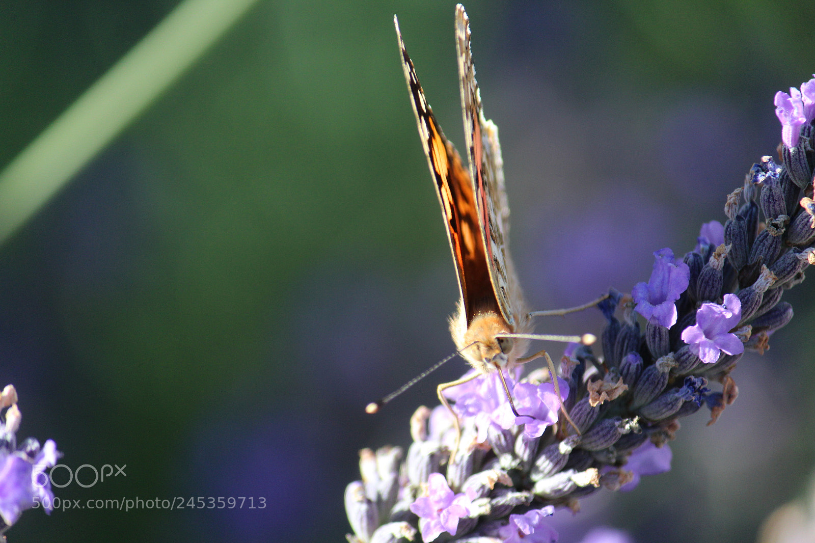 Canon EF-S 55-250mm F4-5.6 IS II sample photo. Ready, set, go photography
