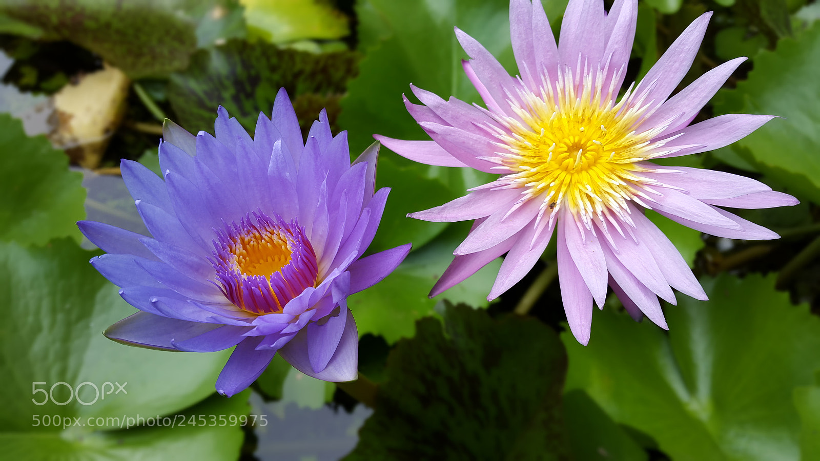 Samsung Galaxy S5 sample photo. Untitled photography