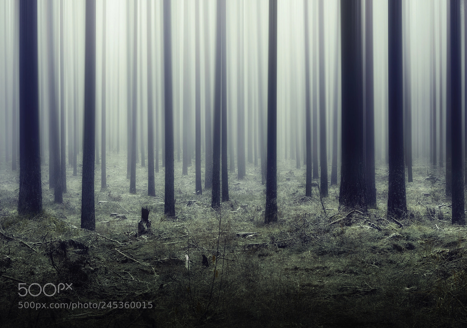 Canon EOS 40D sample photo. Misty forest photography