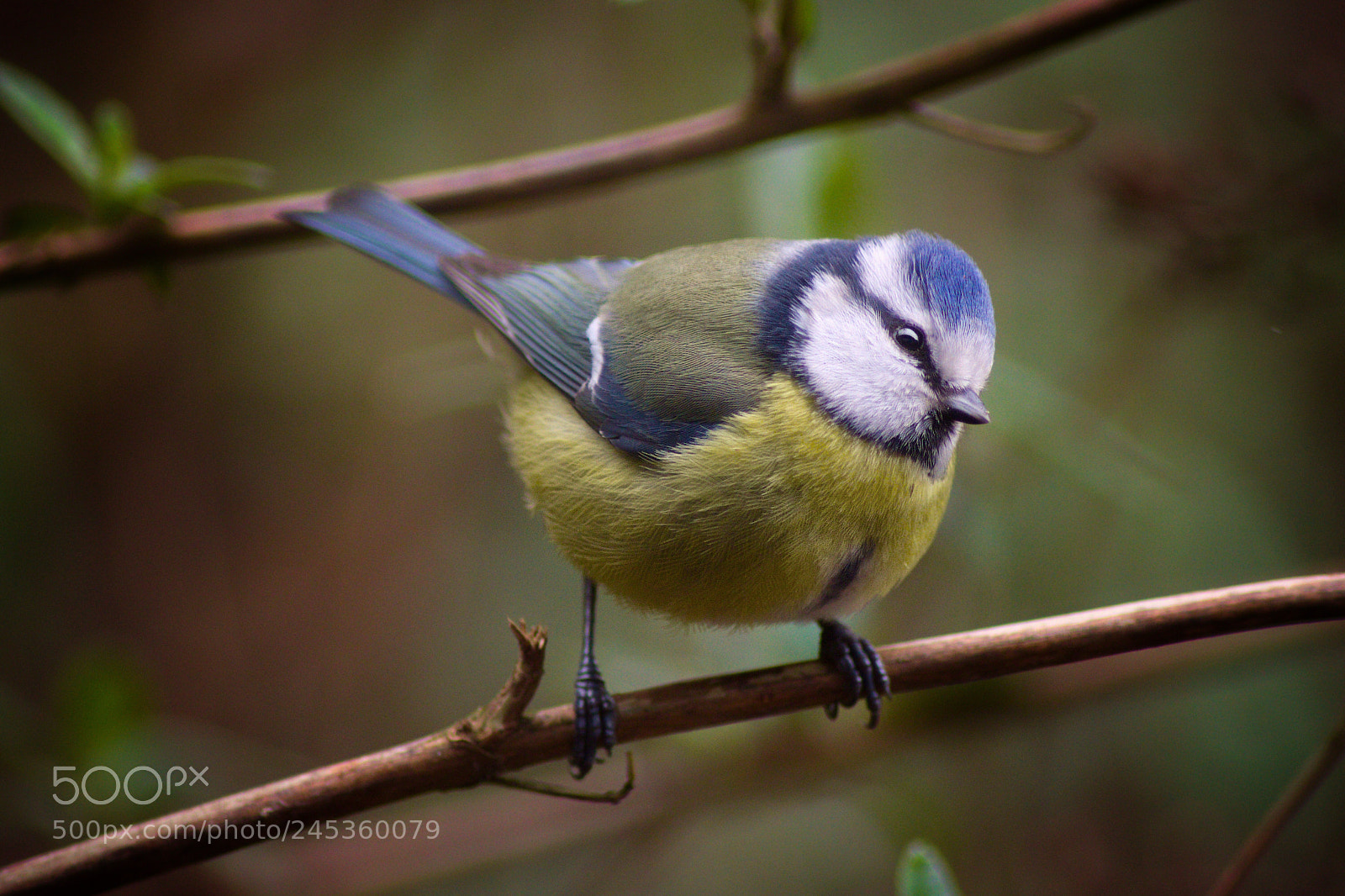 Pentax K-70 sample photo. Blaumeise photography
