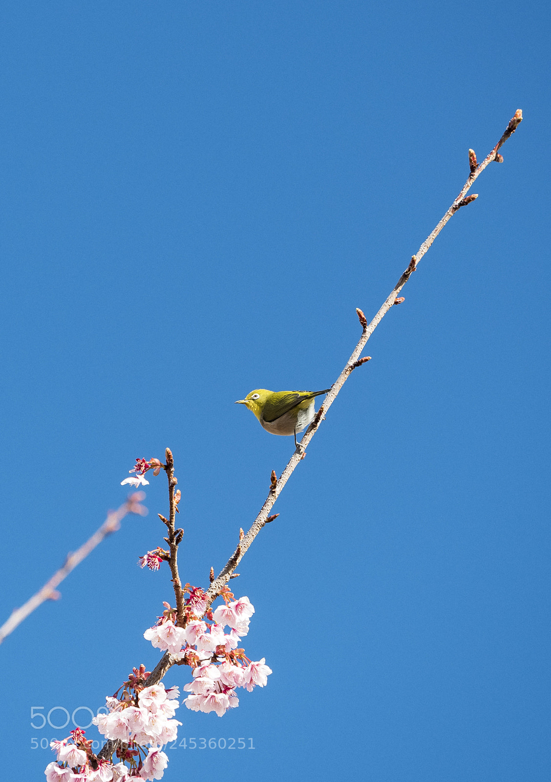Olympus PEN-F sample photo. Zosterops japonicus in spring photography