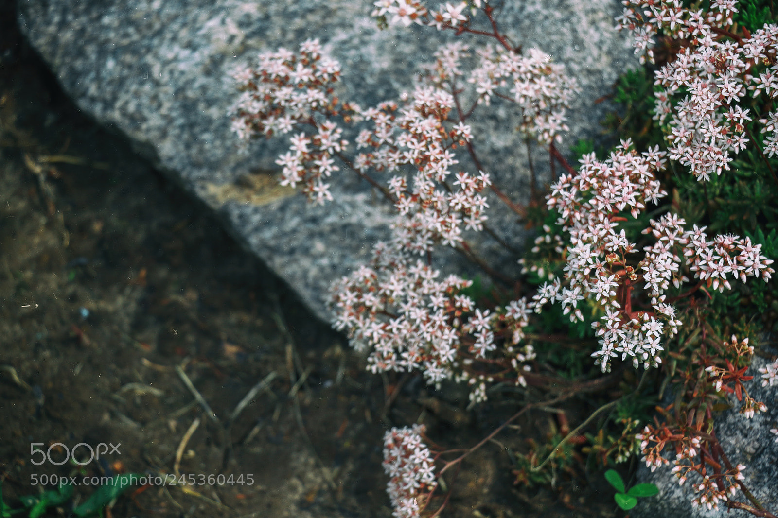 Canon EOS 7D Mark II sample photo. Little beauty photography