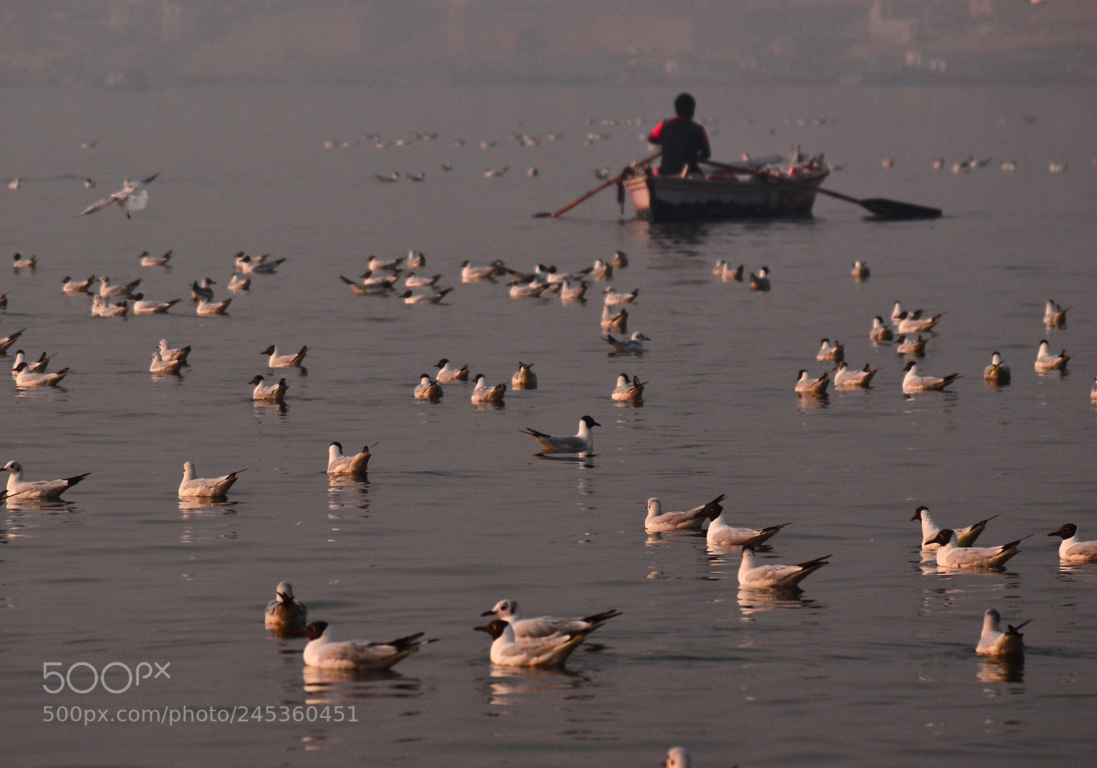 Nikon D3200 sample photo. Ferry photography