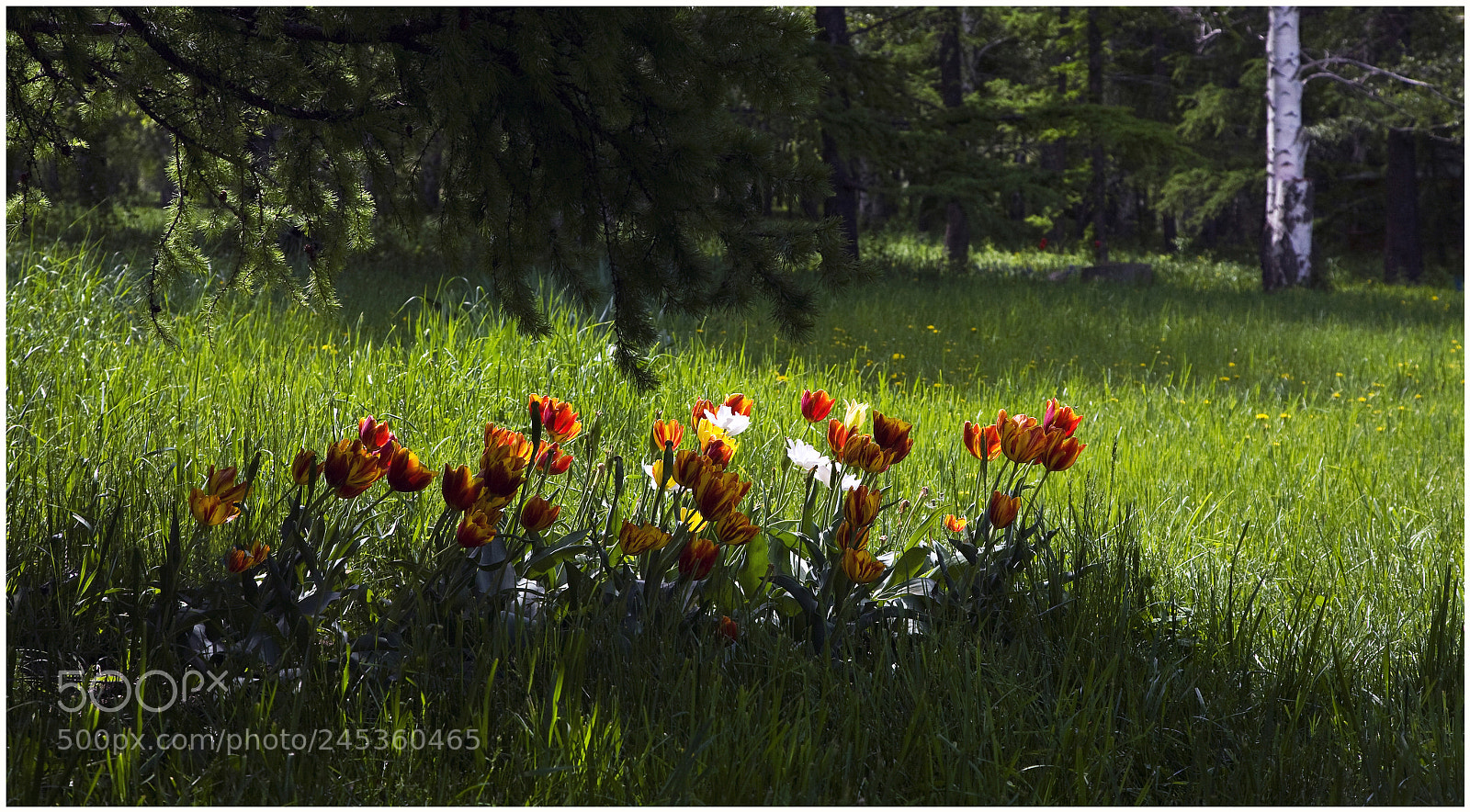 Canon EOS 5D sample photo. ***** photography