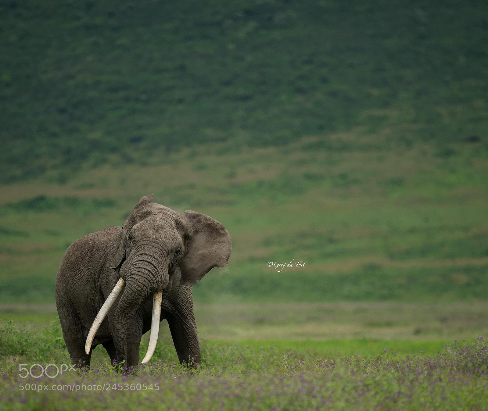 Nikon D5 sample photo. Tusker ear flap photography