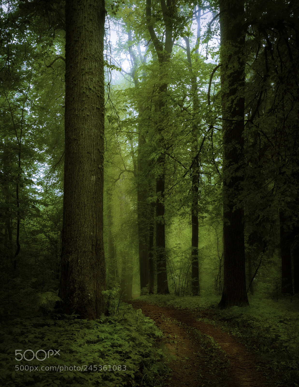 Canon EOS 40D sample photo. Forest after rain photography