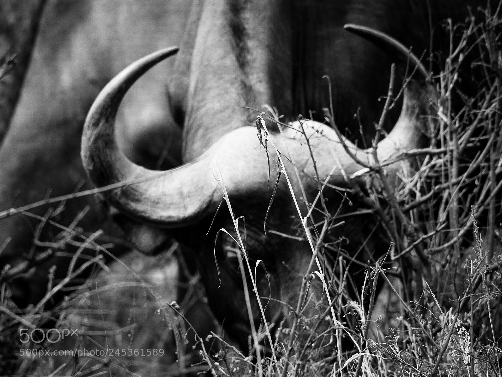 Olympus PEN-F sample photo. Nairobi national park, kenya photography