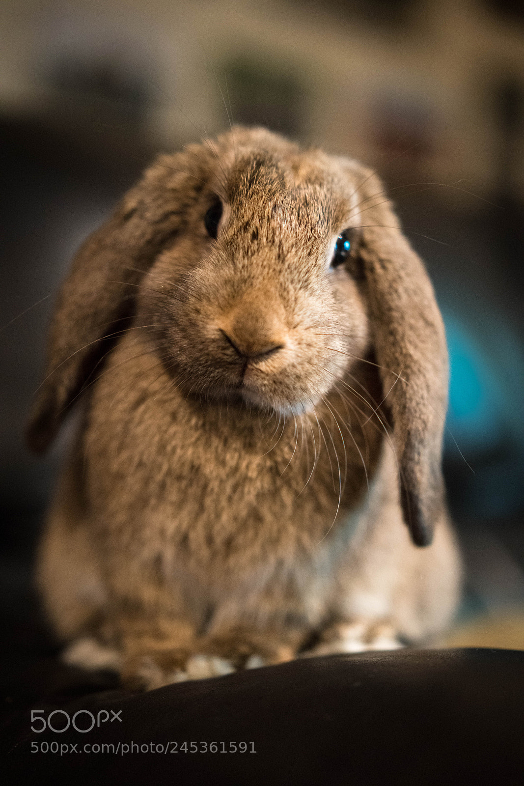 Sony a7R III sample photo. The head tilt photography