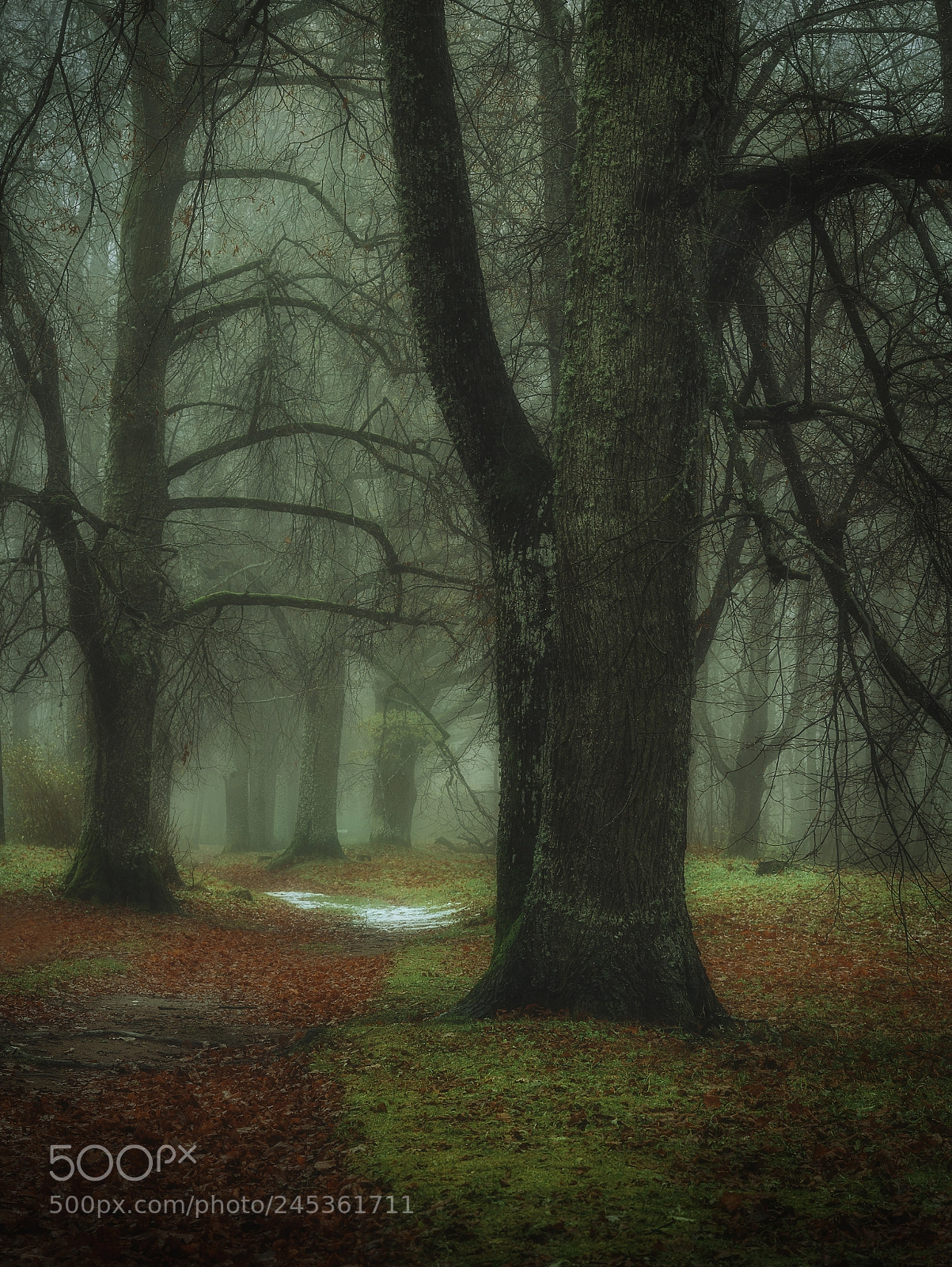 Canon EOS 40D sample photo. Foggy autumn morning photography