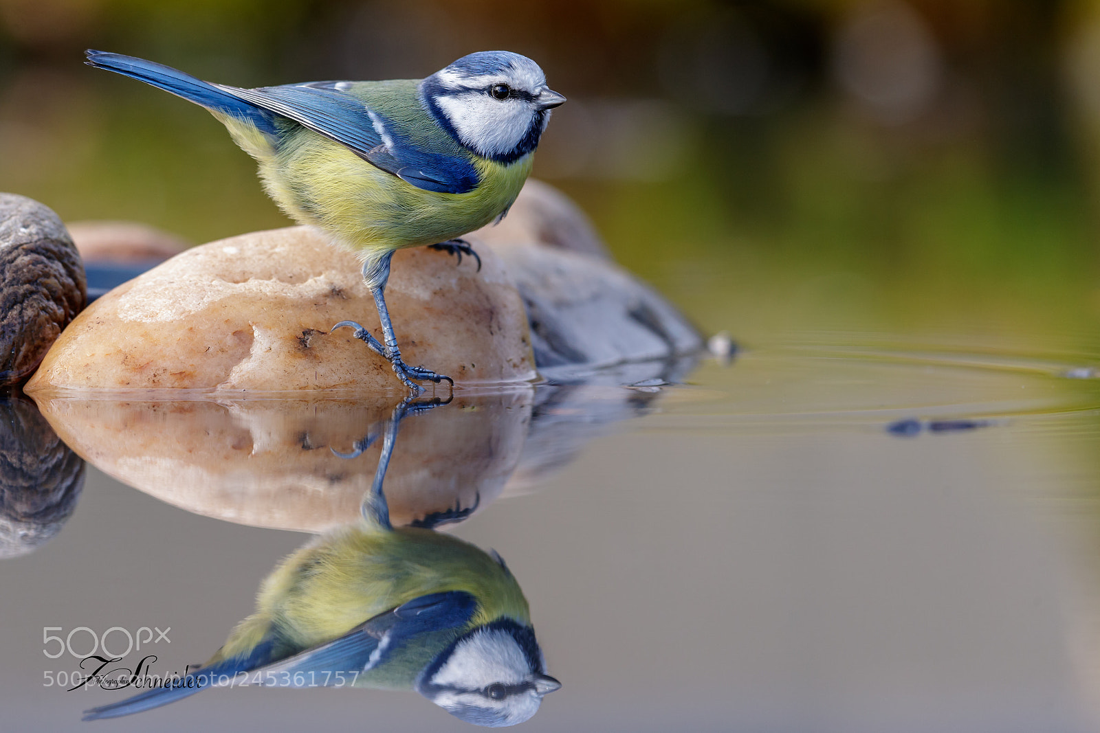 Canon EOS-1D X Mark II sample photo. Blue tit photography