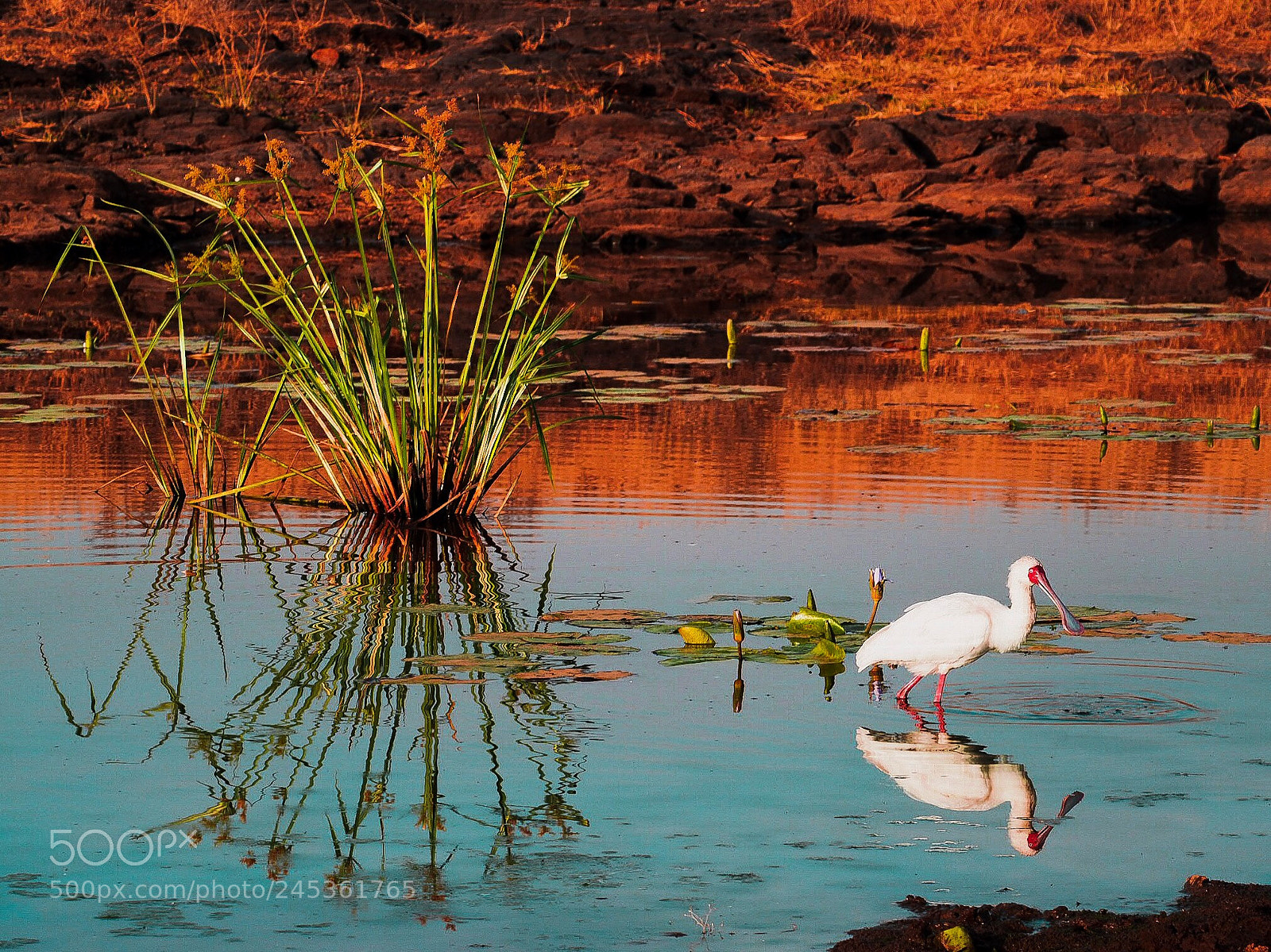 Olympus PEN-F sample photo. Nairobi national park, kenya photography