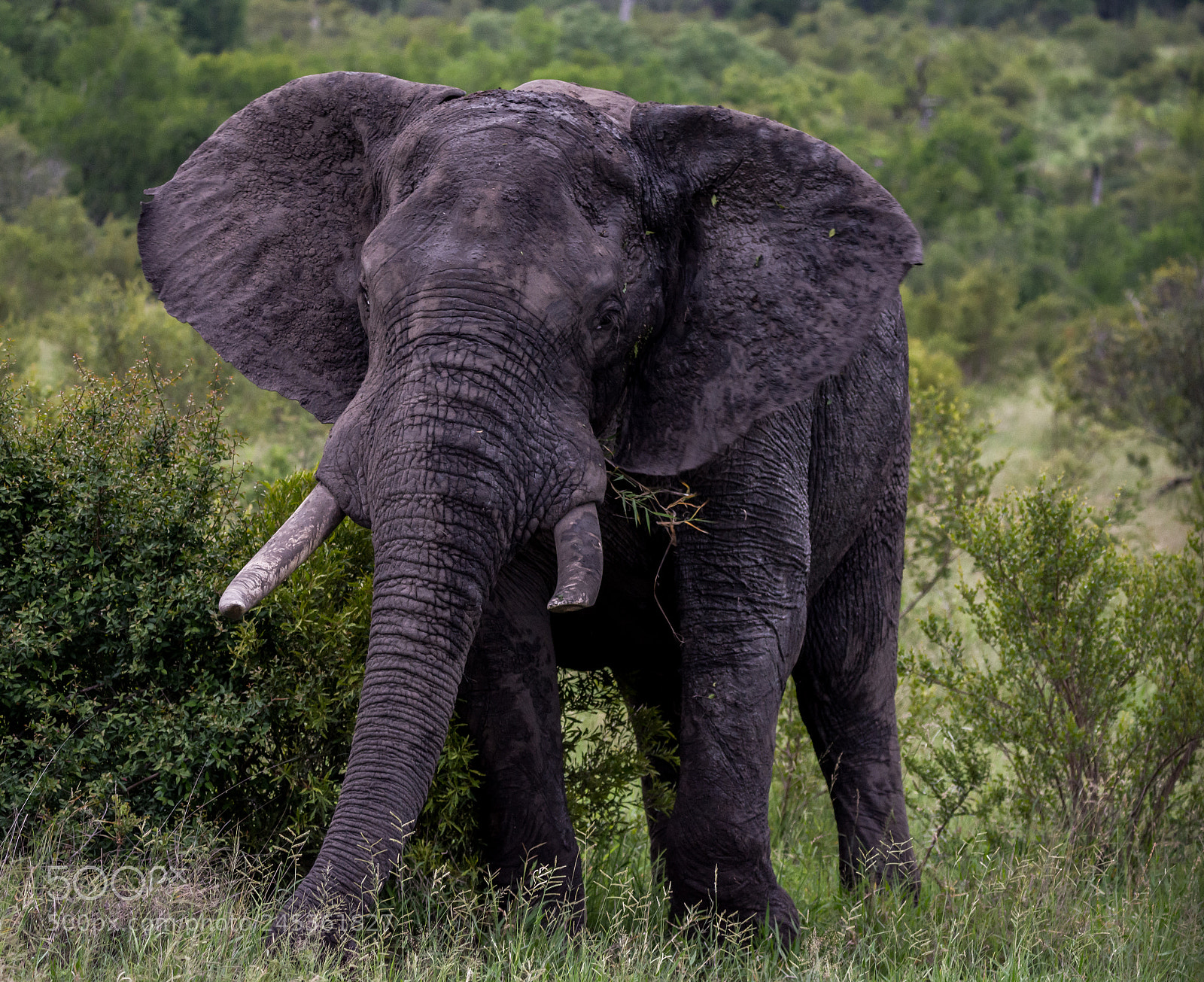 Nikon D7200 sample photo. Kruger park, south africa photography