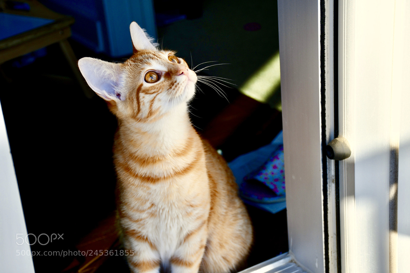 Nikon D7500 sample photo. Untitled photography