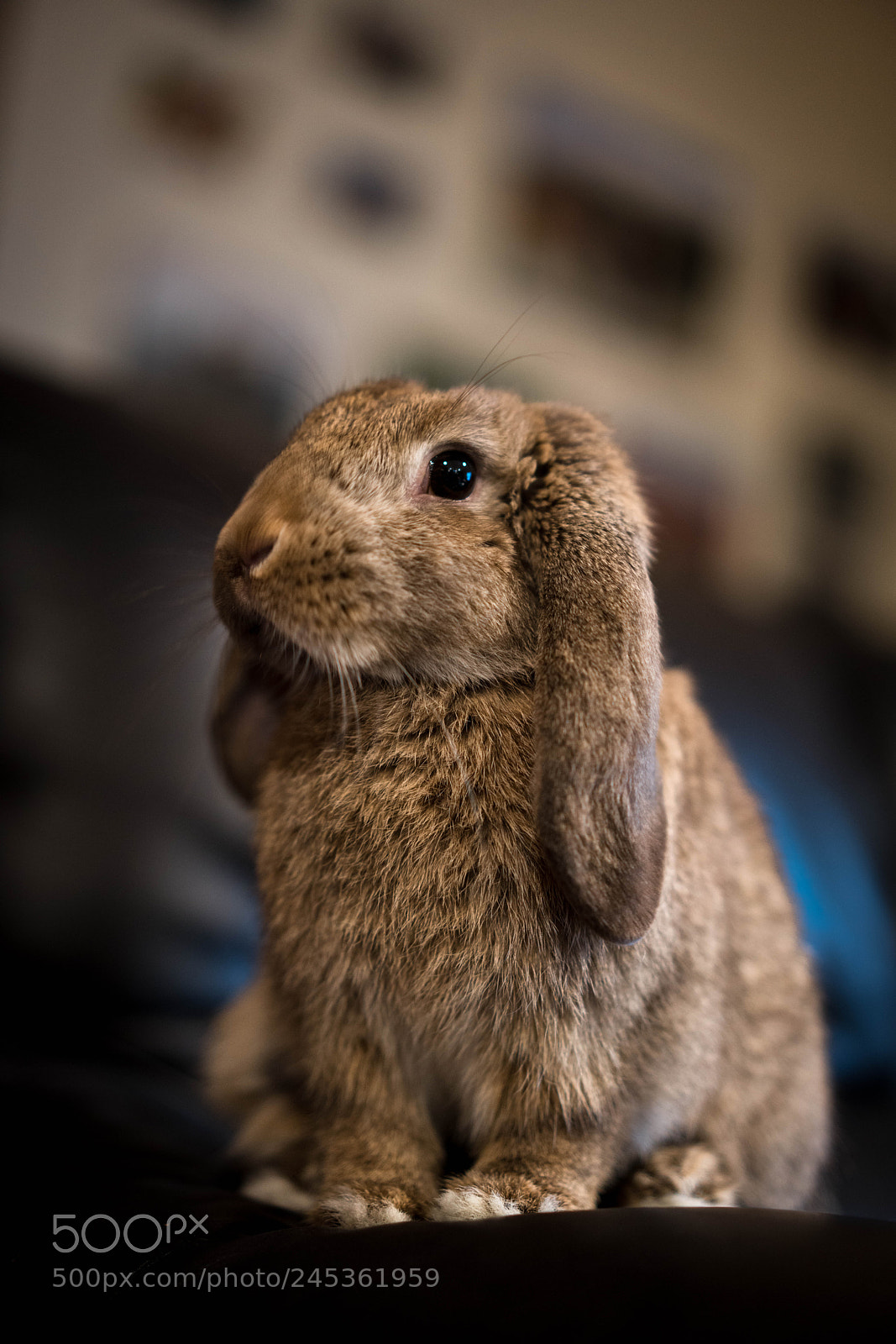 Sony a7R III sample photo. Ferocious beast photography